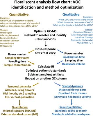 An analytical pipeline to support robust research on the ecology, evolution, and function of floral volatiles